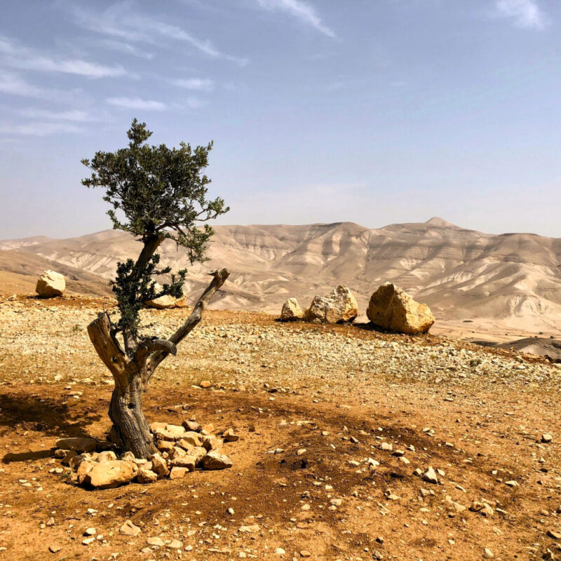 La potenza delle minoranze